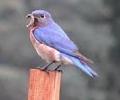 Bluebird with worm