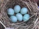 Bluebird Nest