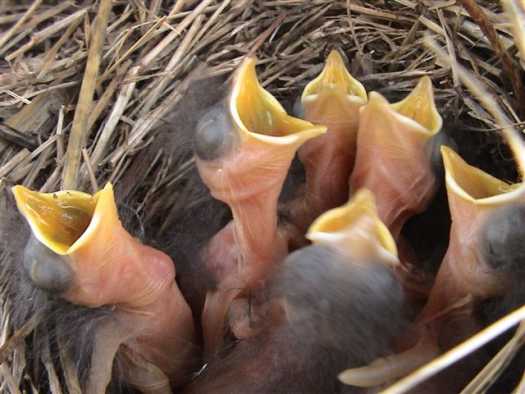 young bluebirds with mouths open