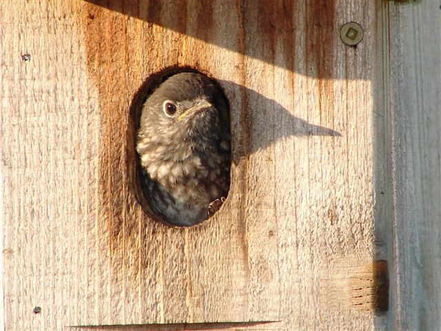 Baby bluebird poking out hole