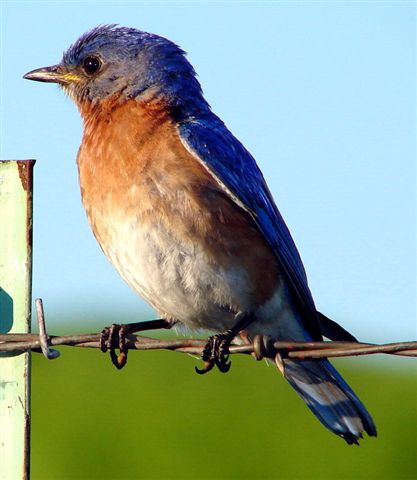 Male bluebird on wire