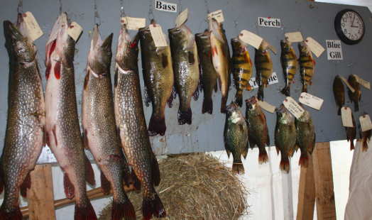 Winning fish board from 2009