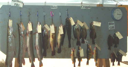 Winning Fish Board