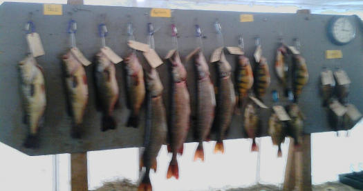 Winning Fish Board