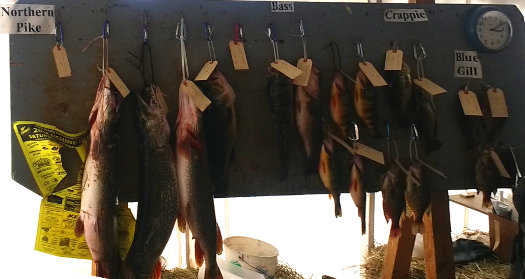 Winning Fish Board