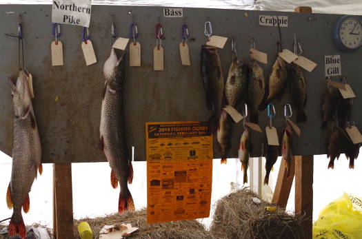 Winning Fish Board