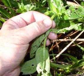 beetle-caused leaf damage