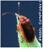 picture of beetle