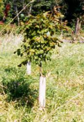 oak seedlings with protective sleeves