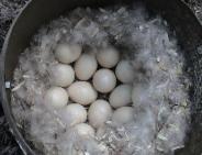 Clutch of Eggs in House