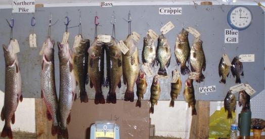 Winning Fish Board